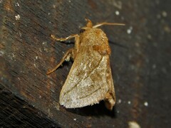 Neomocena convergens
