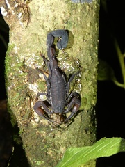 Tityus pachyurus