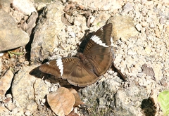 Euthalia phemius