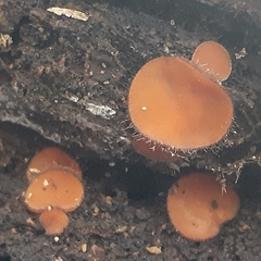 Scutellinia