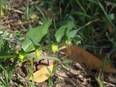 Asperugo procumbens