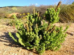 Jamesbrittenia amplexicaulis