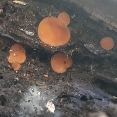 Scutellinia