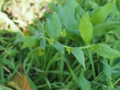 Asperugo procumbens