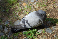 Columba livia domestica