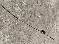Eriopis connexa