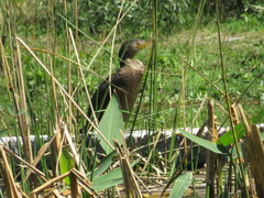 Nannopterum brasilianum