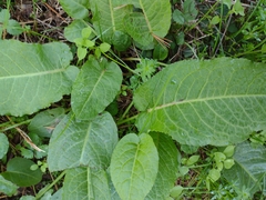 Rumex obtusifolius
