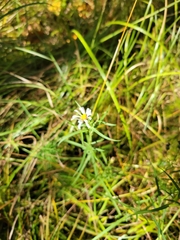 Symphyotrichum boreale