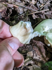 Clitocybe robusta