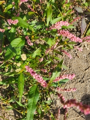 Persicaria pensylvanica