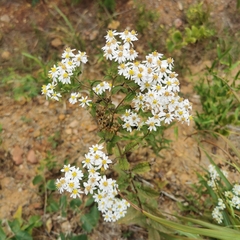 Aster baccharoides