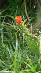 Consolea corallicola