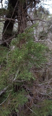 Juniperus phoenicea