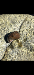 Littorina littorea