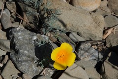 Eschscholzia californica