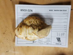 Pseudospongipellis unicolor