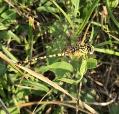 Onychogomphus flexuosus