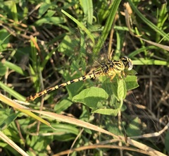 Onychogomphus flexuosus
