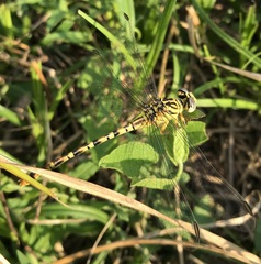 Onychogomphus flexuosus