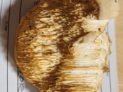 Pseudospongipellis unicolor