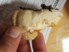 Pseudospongipellis unicolor