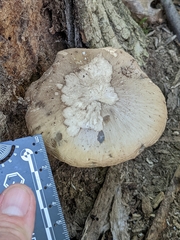 Pluteus cervinus