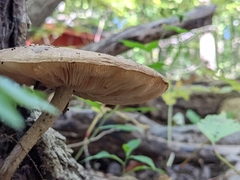 Pluteus cervinus