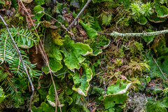 Peltigera aphthosa