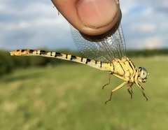 Onychogomphus flexuosus