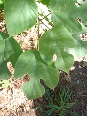 Moraceae