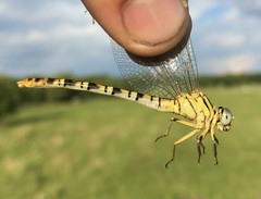 Onychogomphus flexuosus