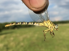 Onychogomphus flexuosus