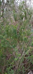 Erica multiflora