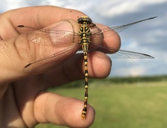 Onychogomphus flexuosus