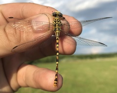 Onychogomphus flexuosus