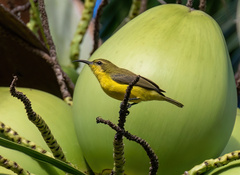 Olive-Backed Sunbird photo 5