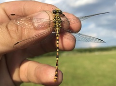 Onychogomphus flexuosus