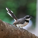 Philippine Pied-Fantail - Photo (c) Robin Gwen Agarwal, some rights reserved (CC BY-NC), uploaded by Robin Gwen Agarwal