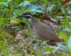 Gallirallus torquatus
