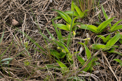 Hypoxis argentea