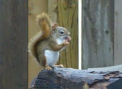 Tamiasciurus hudsonicus