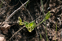 Hypoxis costata