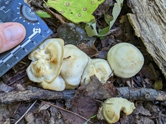 Hygrophorus chrysodon
