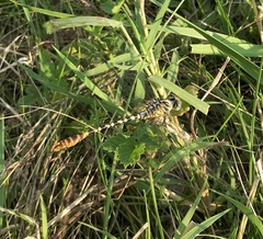 Onychogomphus flexuosus