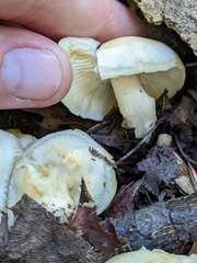 Hygrophorus chrysodon