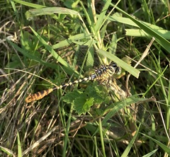 Onychogomphus flexuosus