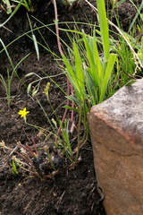 Hypoxis filiformis