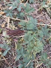 Desmanthus leptolobus