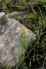 Hypoxis rigidula